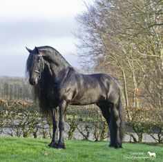 a large black horse standing on top of a lush green field