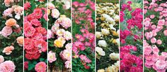 many different types of flowers are shown in this collage, including pinks and yellows