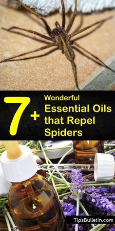 There are several different essential oils you can use to make homemade spider repellant spray. These same oils can also be used to deter many other pests, as well as make your home smell nice. #repelspiders #essentialoils #getridofspiders Essential Oils Spider Spray, Spider Deterrent Essential Oils, Homemade Spider Repellent, Spider Repellent Diy Essential Oils, Spider Repellant, Natural Spider Repellant, Spider Repellent, Spider Spray, Snake Repellent