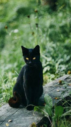 a black cat sitting on top of a wooden bench in the middle of a field