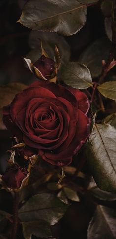 Red Roses Aesthetic, Roses Aesthetic, Aesthetic Flower, Red Rose, Just Love, Red Roses, Instagram Profile, Roses, Wallpapers