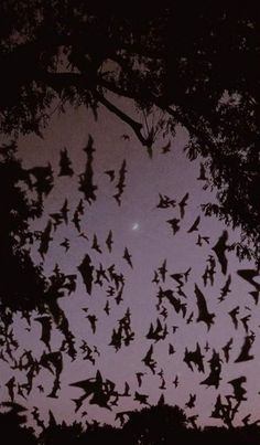 a large flock of bats flying in the sky at night with trees and moon behind them