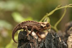 a small lizard sitting on top of a tree stump