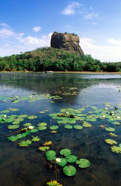 water lilies are floating on the surface of a lake with a rock in the background