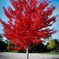 a large red tree in the middle of a road with blue sky and clouds behind it