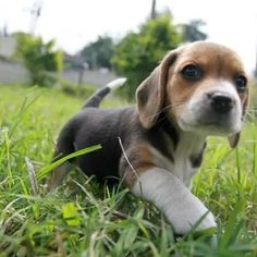 a small puppy is standing in the grass