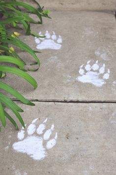 an animal paw prints on the ground next to green plants