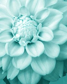 a large white flower with green leaves in the center on a blue and gray background