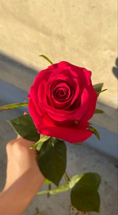 a person holding a red rose in their hand