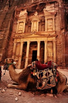 a camel sits in front of an ancient building