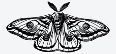 a black and white drawing of a moth