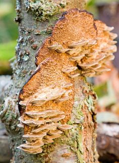 mushrooms growing on the bark of a tree