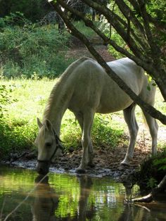 a white horse drinking water from a pond