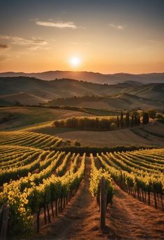 268091 Summer In Italy Aesthetic Vintage, Summer In Italy Aesthetic, Vineyard Sunset, Italian Getaway, Italy Countryside, Wine Presentation, Tuscan Hills