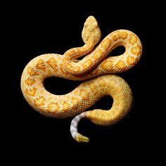 a yellow and white snake with its head turned to the side on a black background