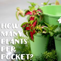 three green buckets with flowers in them and the words how many plants per pocket?