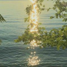 the sun shines brightly through the leaves of a tree by the water's edge