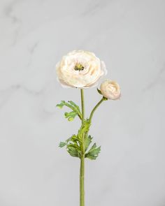 a single white flower with green leaves in a vase on a marble tablecloth background