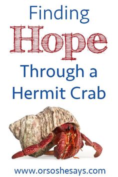 the cover of finding hope through a hermit crab