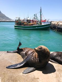 two sea lions laying on the ground next to a body of water with a boat in the background