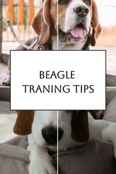 beagle training tips for beginners to learn how to train your dog with ease