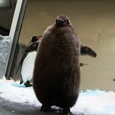 a penguin standing in front of a glass window