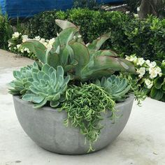 a planter filled with lots of succulents on top of a sidewalk