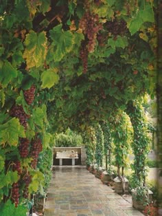 the walkway is lined with vines and potted plants, along with a bench in the middle