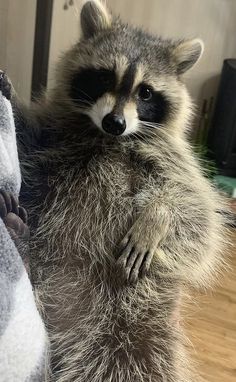 a raccoon standing on its hind legs with it's arms folded up