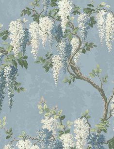 a wallpaper with white flowers and green leaves on a light blue background that is very similar to the wister tree