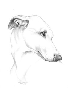 a pencil drawing of a dog's head