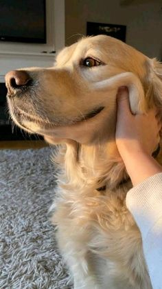 a person petting a dog on the nose while sitting on a carpeted floor