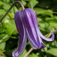 a purple flower that is growing on a plant with green leaves in the back ground