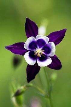 a purple and white flower with green background