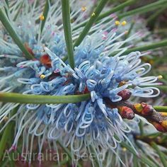 a close up of a blue flower on a tree