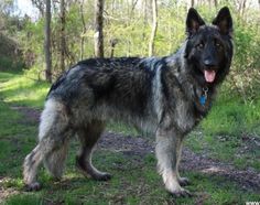 a large black and gray dog standing on top of a lush green forest covered field