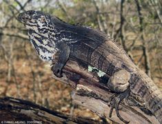 a large lizard sitting on top of a tree branch