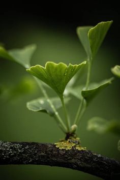 a close up of a small plant on a branch