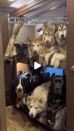 a group of dogs sitting on top of bunk beds in a room with the caption, what our 10 dogs loved most about our territory road trip