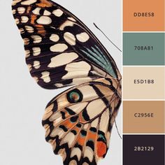 a butterfly with different colors on it's wings