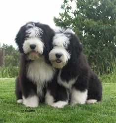 two black and white dogs sitting next to each other on top of a grass covered field