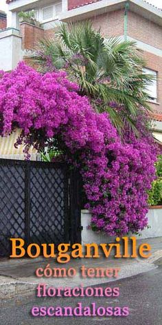 purple flowers growing on the side of a fence