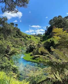 a river running through a lush green forest filled with lots of trees and bushes on the side of a hill