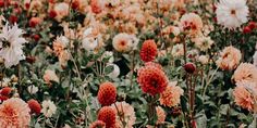 a field full of pink and white flowers with the word april written on it's side