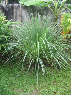 some very pretty plants in the grass