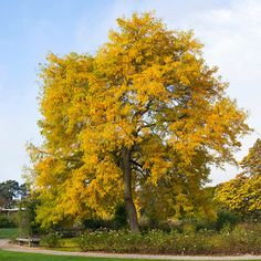 a large tree in the middle of a park with yellow leaves on it's branches