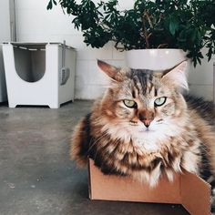 a cat sitting in a cardboard box next to a potted plant