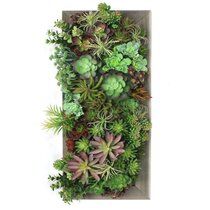 an arrangement of succulents and plants on a wall