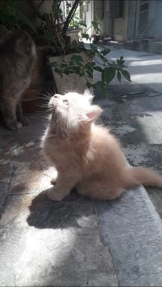 two cats are sitting on the ground and one is looking up at something in the air