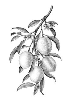 an orange tree branch with fruit and leaves on it, vintage engraved engraving or hand drawn